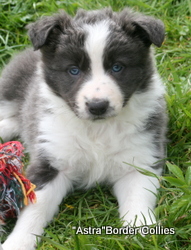 Slate and white Female, medium  coat, border collie puppy